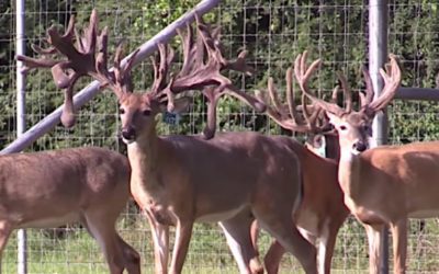 High Fence Hunting Ethics Check: Examining the Practice and Who Really Benefits From It