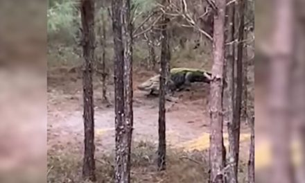 Huge Alligator Lumbers Past Hunter’s Treestand, Plops Down in His Bait Pile