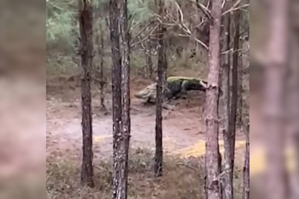 Huge Alligator Lumbers Past Hunter’s Treestand, Plops Down in His Bait Pile