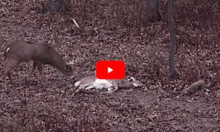 Hunter Downs Doe, Setting Up Perfect Opportunity for Curious, Non-Typical Buck