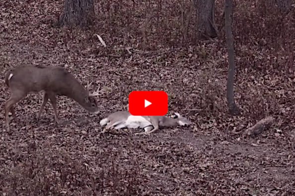 Hunter Downs Doe, Setting Up Perfect Opportunity for Curious, Non-Typical Buck