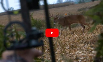 Kerrie Wells Makes Great Shot on Big Buck From the Ground