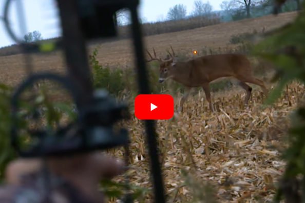 Kerrie Wells Makes Great Shot on Big Buck From the Ground