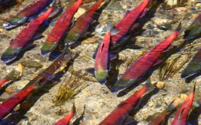 Kokanee Salmon: Everything You Need to Know About the Iconic Species