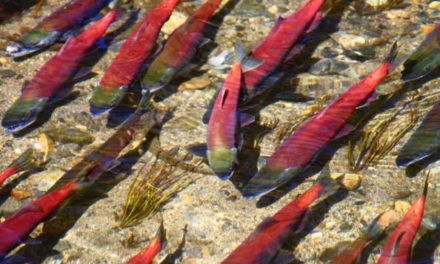 Kokanee Salmon: Everything You Need to Know About the Iconic Species