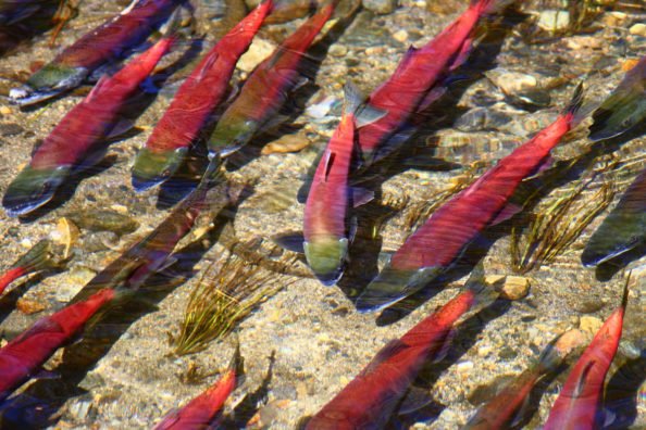 Kokanee Salmon: Everything You Need to Know About the Iconic Species