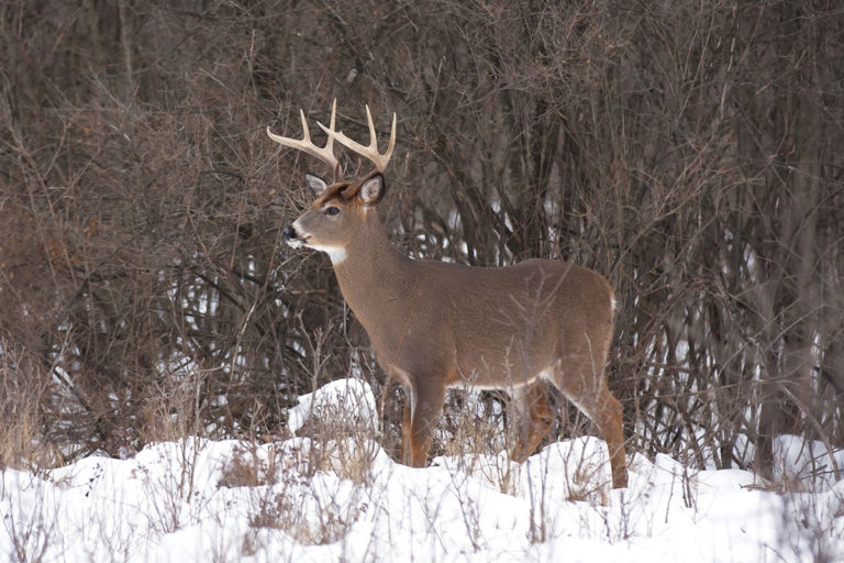 Late Rut Deer Hunting 3 Reasons It's the Best Time to Tag a Buck
