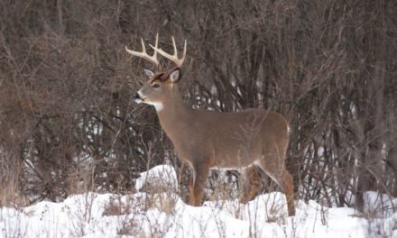 Late Rut Deer Hunting: 3 Reasons It’s the Best Time to Tag a Buck