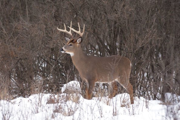 Late Rut Deer Hunting: 3 Reasons It’s the Best Time to Tag a Buck