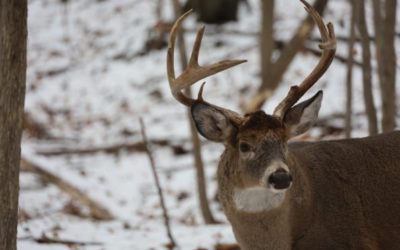 Late Season Deer Hunting Michigan: How to Fill Your Freezer at the Last Minute