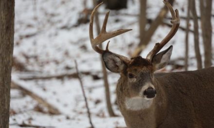 Late Season Deer Hunting Michigan: How to Fill Your Freezer at the Last Minute