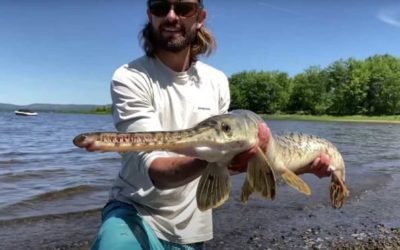 Longnose Gar: Species Profile