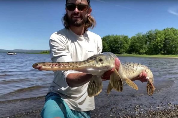 Longnose Gar: Species Profile