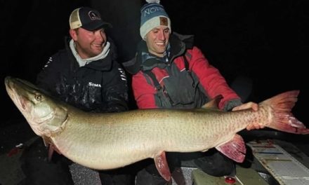 Minnesota’s 64-Year-Old Muskie State Record Could Fall to Mille Lacs Lake Giant