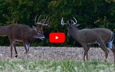 Monster 21-Point Iowa Buck Annihilates Hunter’s Decoy Seconds Before The Shot