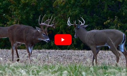 Monster 21-Point Iowa Buck Annihilates Hunter’s Decoy Seconds Before The Shot