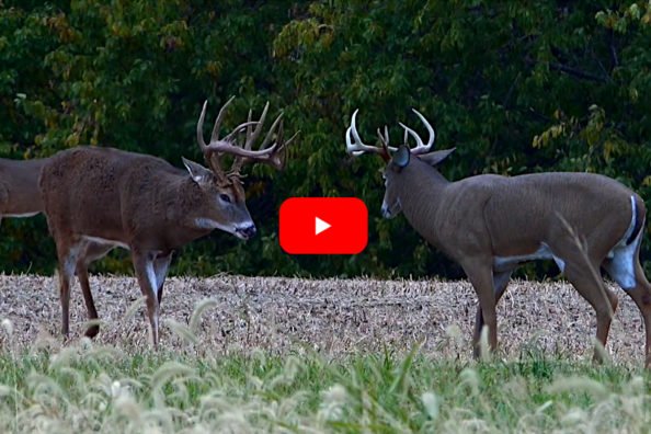 Monster 21-Point Iowa Buck Annihilates Hunter’s Decoy Seconds Before The Shot