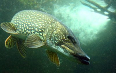 Northern Pike: Profiling the Ferocious and Aggressive Water Wolf