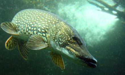 Northern Pike: Profiling the Ferocious and Aggressive Water Wolf