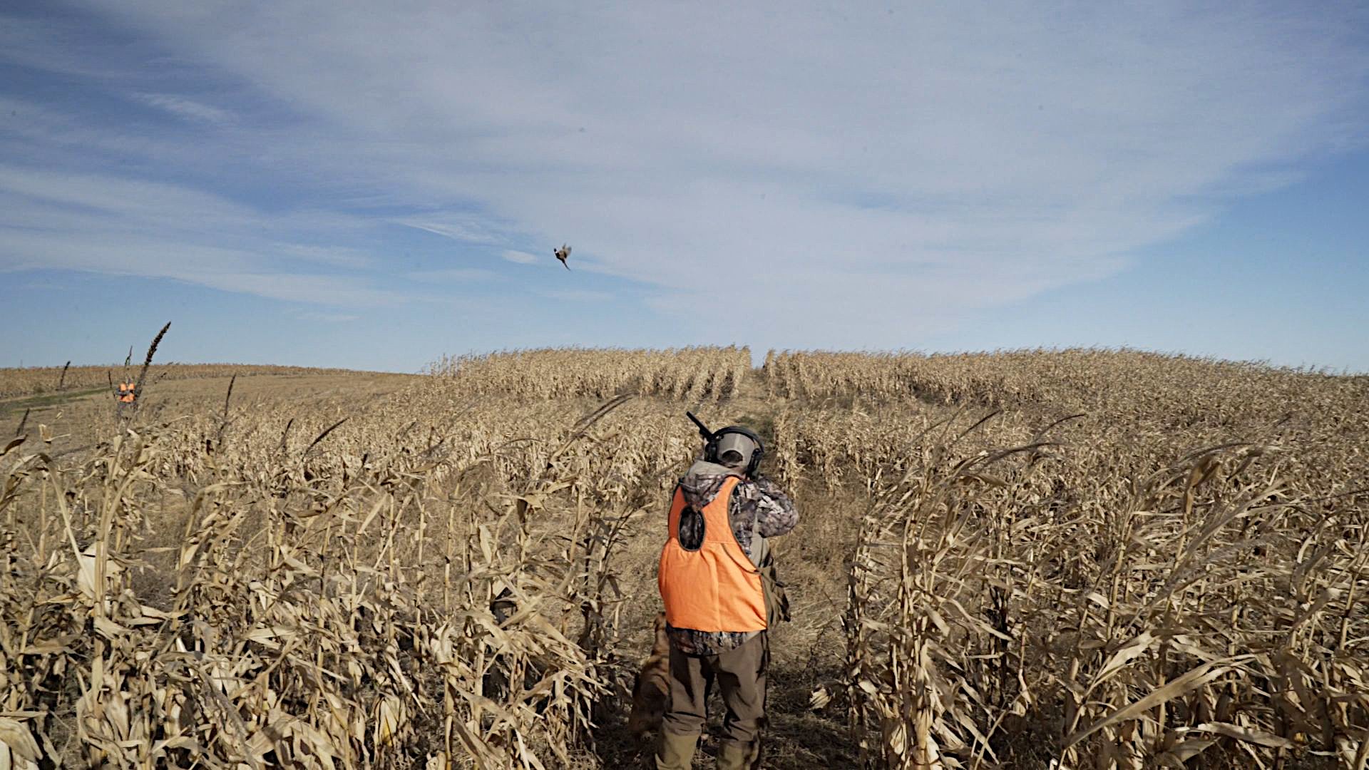 Pheasant Hunting South Dakota