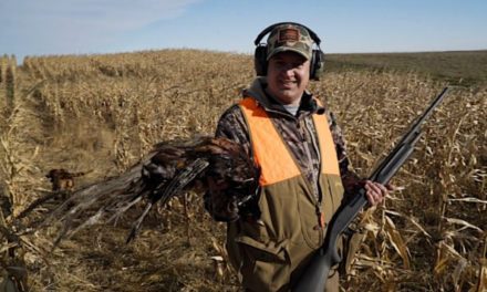 Pheasant Hunting in South Dakota: Outfitted vs DIY-Style on Public Land