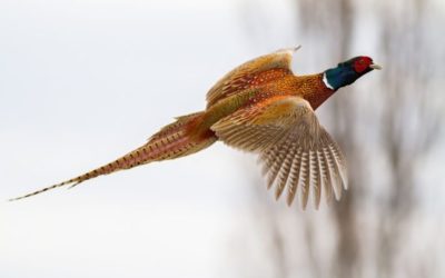 Pheasant Hunting: The Ins and Outs for the Uninitiated