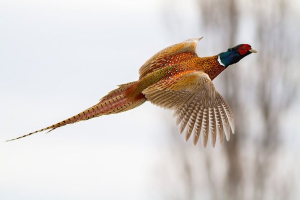Pheasant Hunting: The Ins and Outs for the Uninitiated