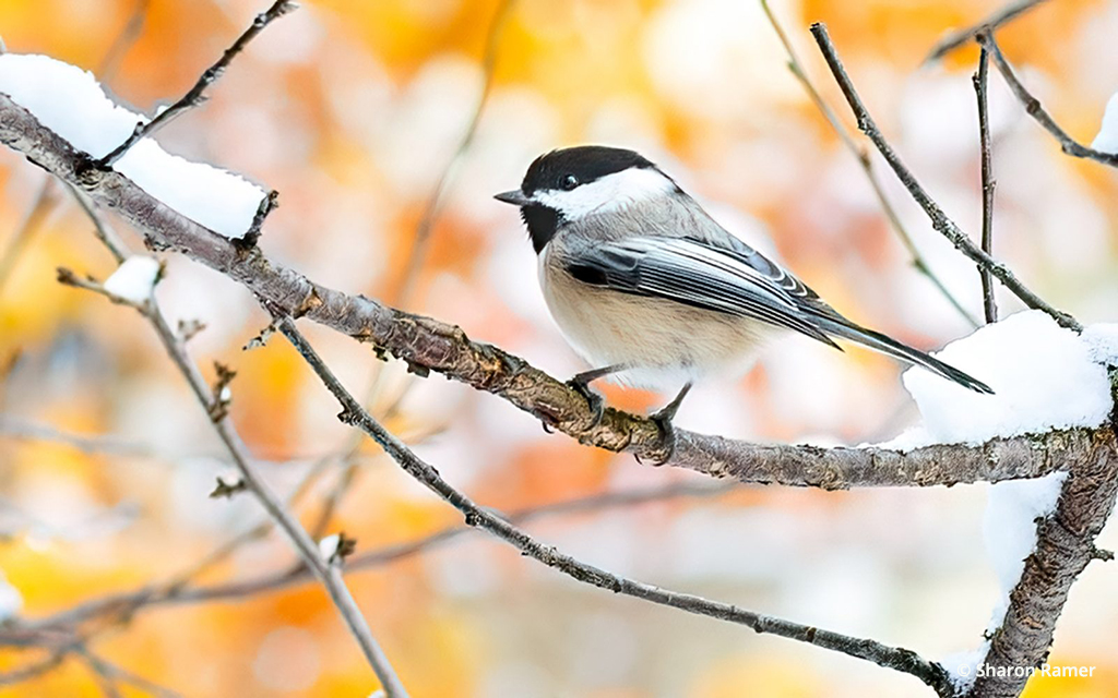 Photo Of The Day By Sharon Ramer