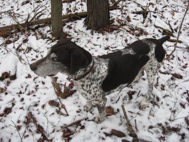 quail hunting