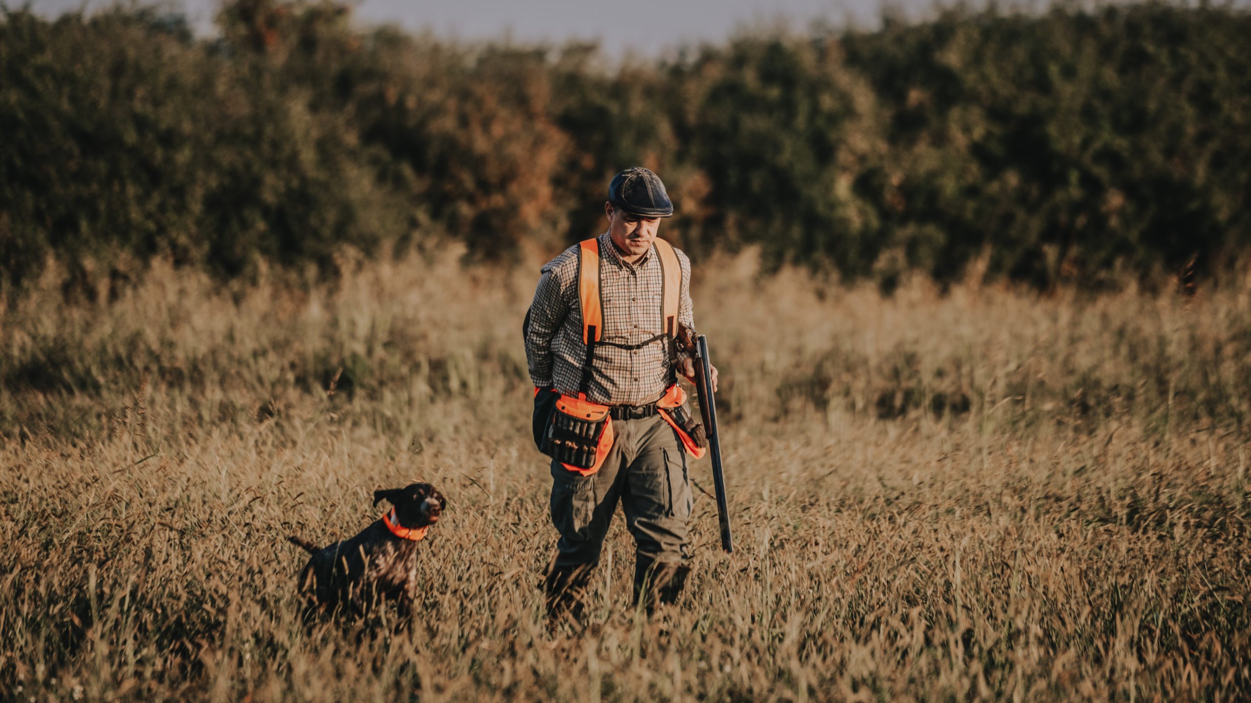 Quail Hunting