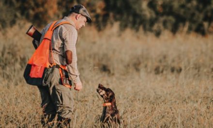 Quail Hunting: Getting Started and Finding Success