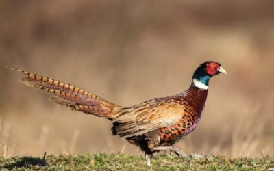 Ringneck Pheasant: Profile on the Game Bird Species