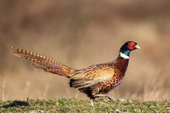Ringneck Pheasant: Profile on the Game Bird Species