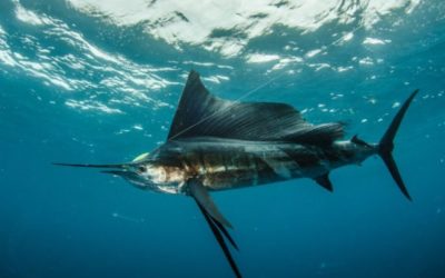 Sailfish vs. Swordfish: The Main Differences Between the Species