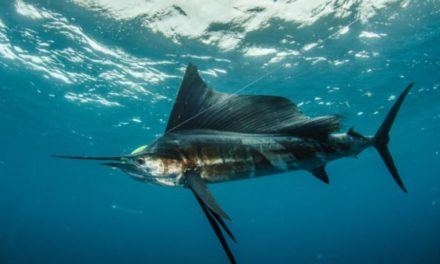 Sailfish vs. Swordfish: The Main Differences Between the Species
