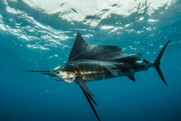 Sailfish vs. Swordfish: The Main Differences Between the Species