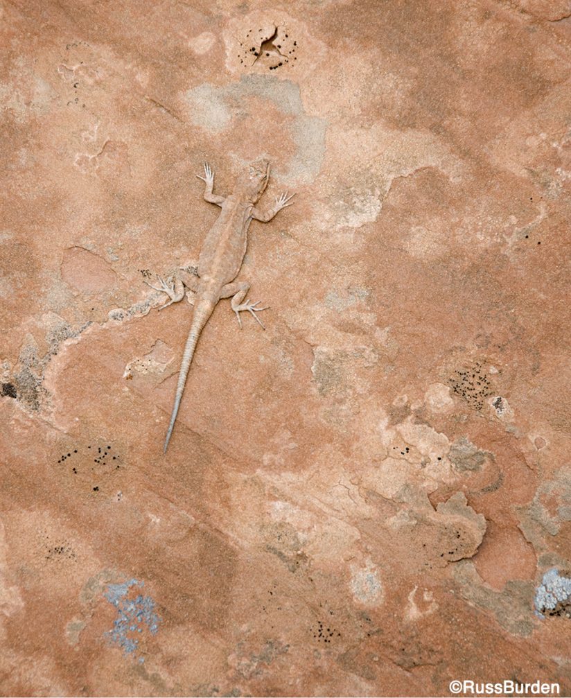 Lizard on sandstone