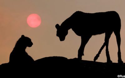 Seek Out Unique Vantage Points In Photography
