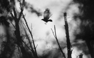 Spooky Shots Assignment Winner Siu Lau