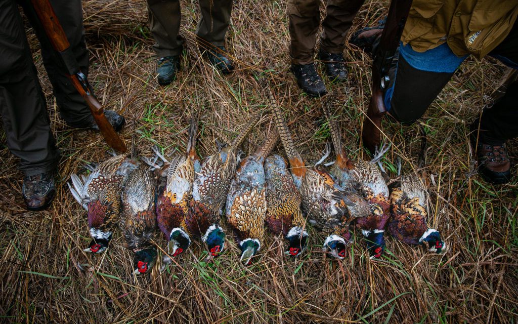 Targeted Conservation for Pheasants