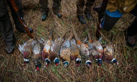 Targeted Conservation for Pheasants