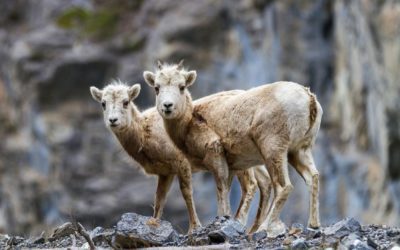 The Best 70-200mm Zoom Lenses