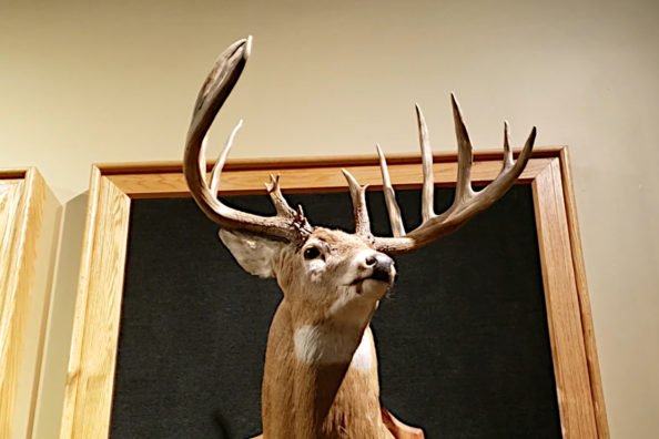 The Mel Johnson Buck: The World Record Archery Buck That Has Stood for 50+ Years and Counting