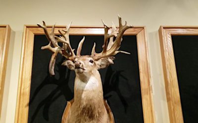 The Minnesota Monarch Buck: a Wild, Potential World Record Whitetail That Simply Disappeared
