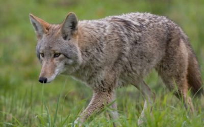 These Are the Hunts You Can Sleep In For (and Avoid Waking Up Early)