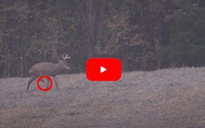 Tough, 3-Legged Michigan Buck Named Tripod Sends Hunter on Multi-Year Quest to Harvest Him