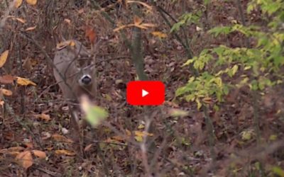 Unexpected Buck Growl Vocalization Catches Hunters in Treestand Off-Guard