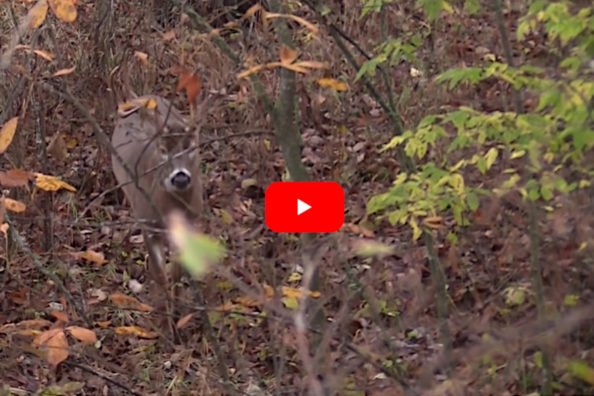 Buck Growl