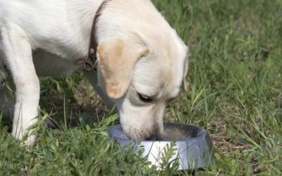 Venison Dog Food: Why It’s Good for Them, and How to Make It