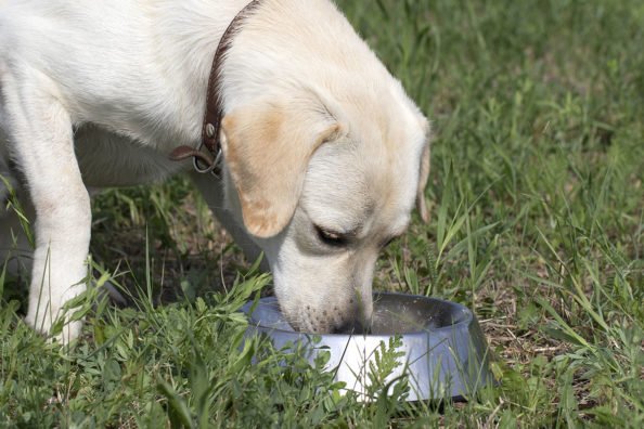 Venison Dog Food: Why It’s Good for Them, and How to Make It